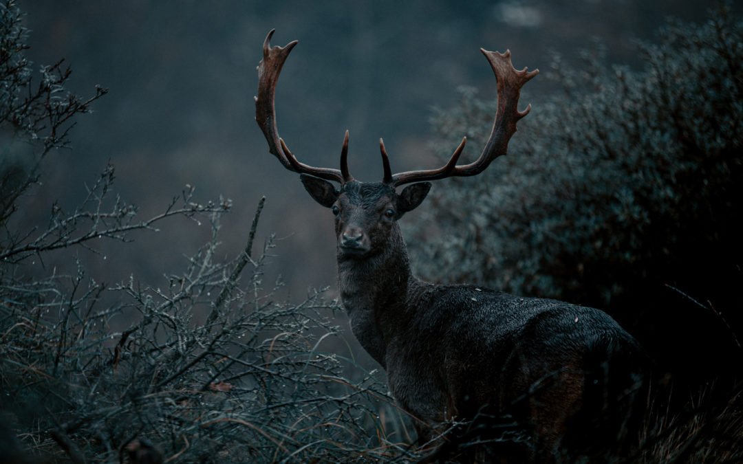 Wild Deer in the Mist